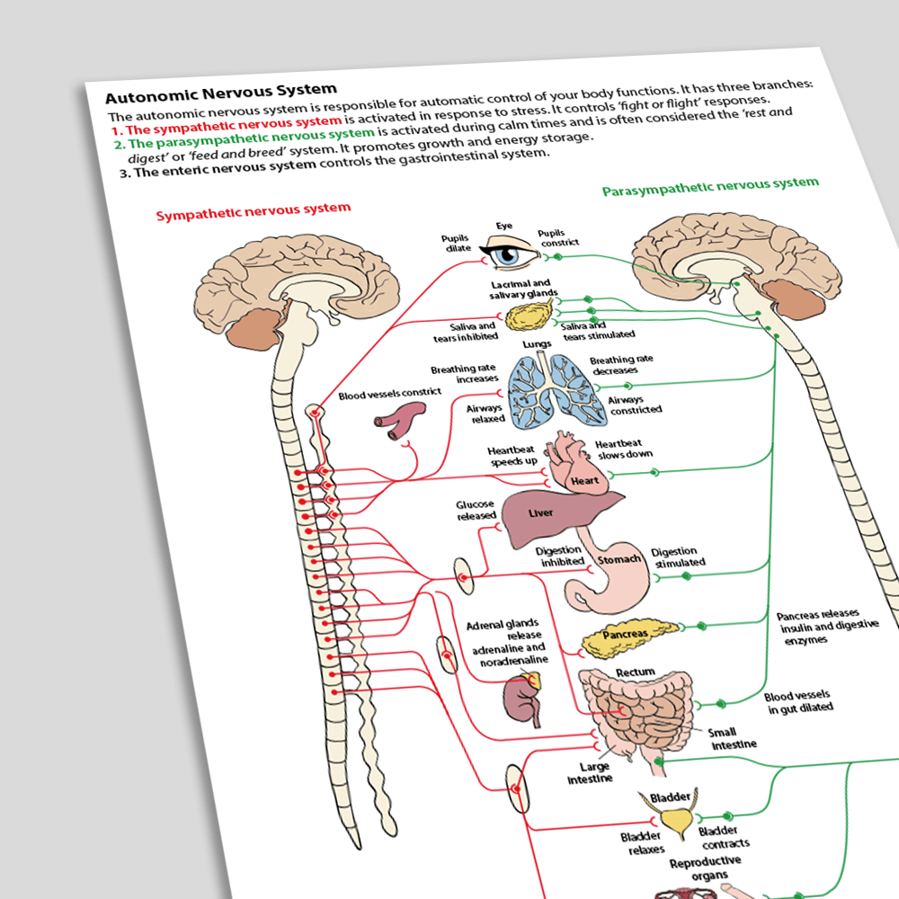 Autonomic nervous system handout (angled)