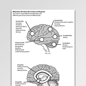 What Does the Brain do (lobes and regions)?