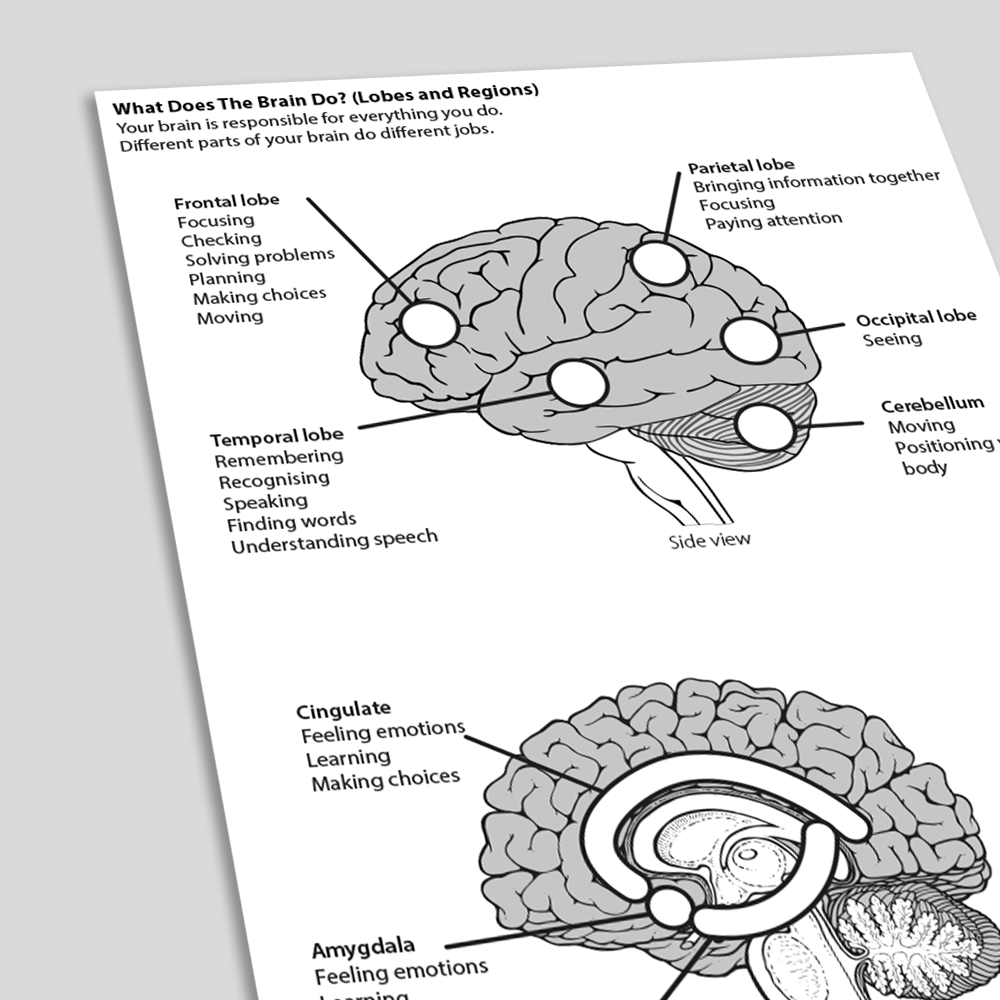 What Does the Brain do Lobes and Regions Information Handout (angled)