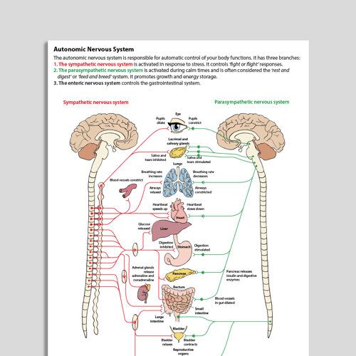Autonomic nervous system handout