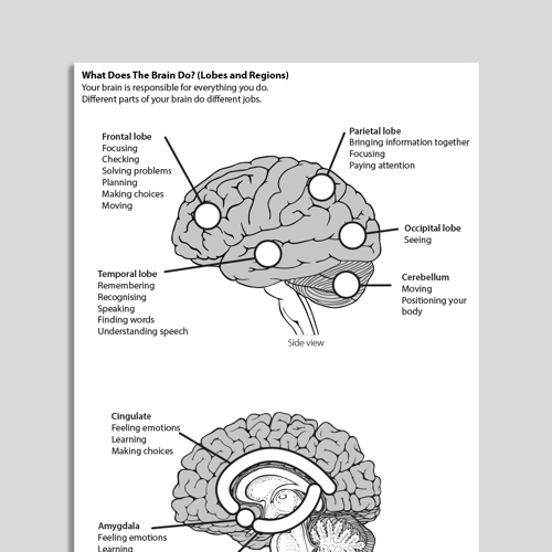 What does the brain do? Lobes and regions